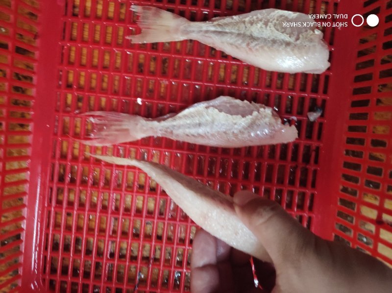 剥皮鱼红目鲢海鲜酒店烧烤半成品