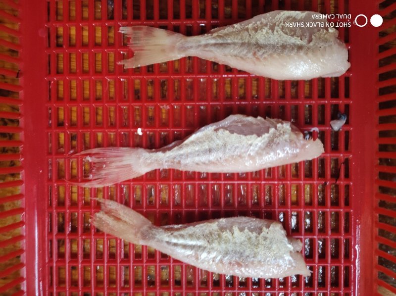 剥皮鱼红目鲢海鲜酒店烧烤半成品