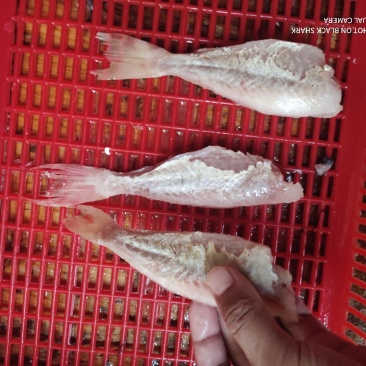 剥皮鱼红目鲢海鲜酒店烧烤半成品