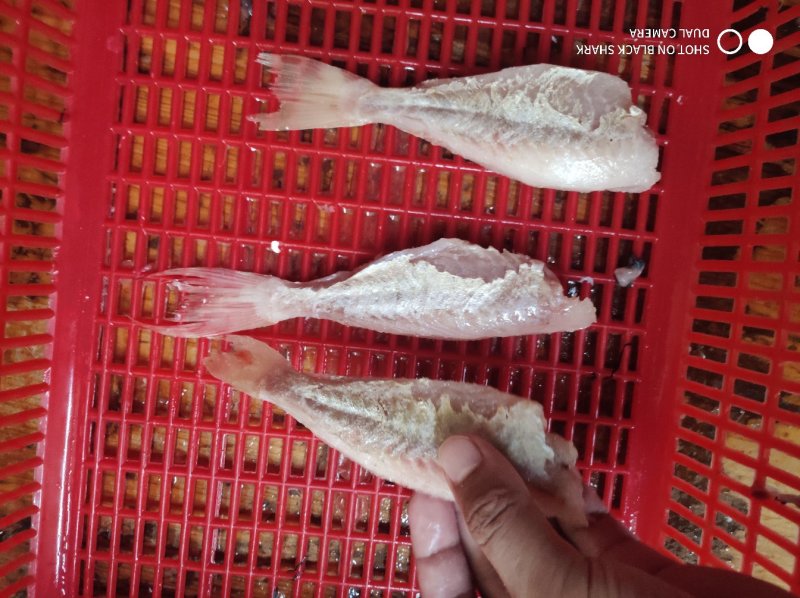 剥皮鱼红目鲢海鲜酒店烧烤半成品