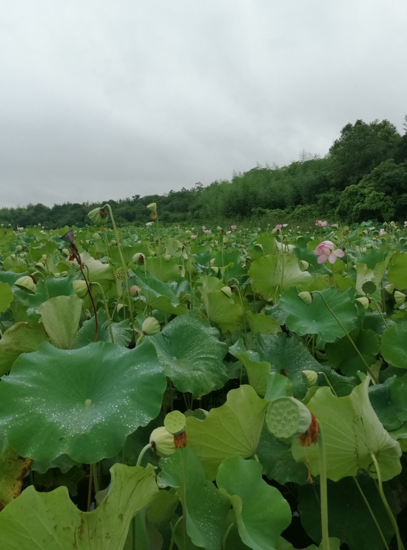 供应新鲜莲蓬，水果莲