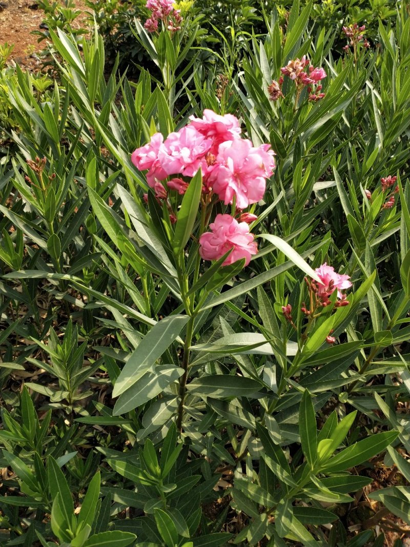 红花夹竹桃