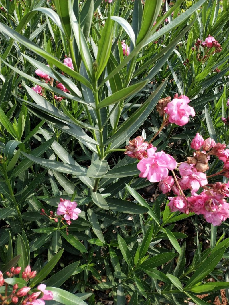 红花夹竹桃