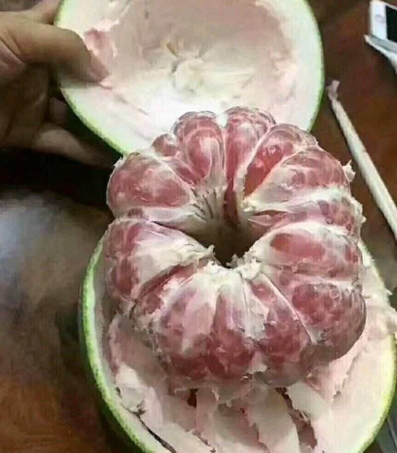 柚子枝条越南青柚，红宝石柚枝条。四十一枝，百技起批