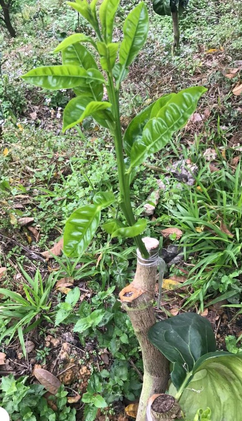 柚子枝条越南青柚，红宝石柚枝条。四十一枝，百技起批