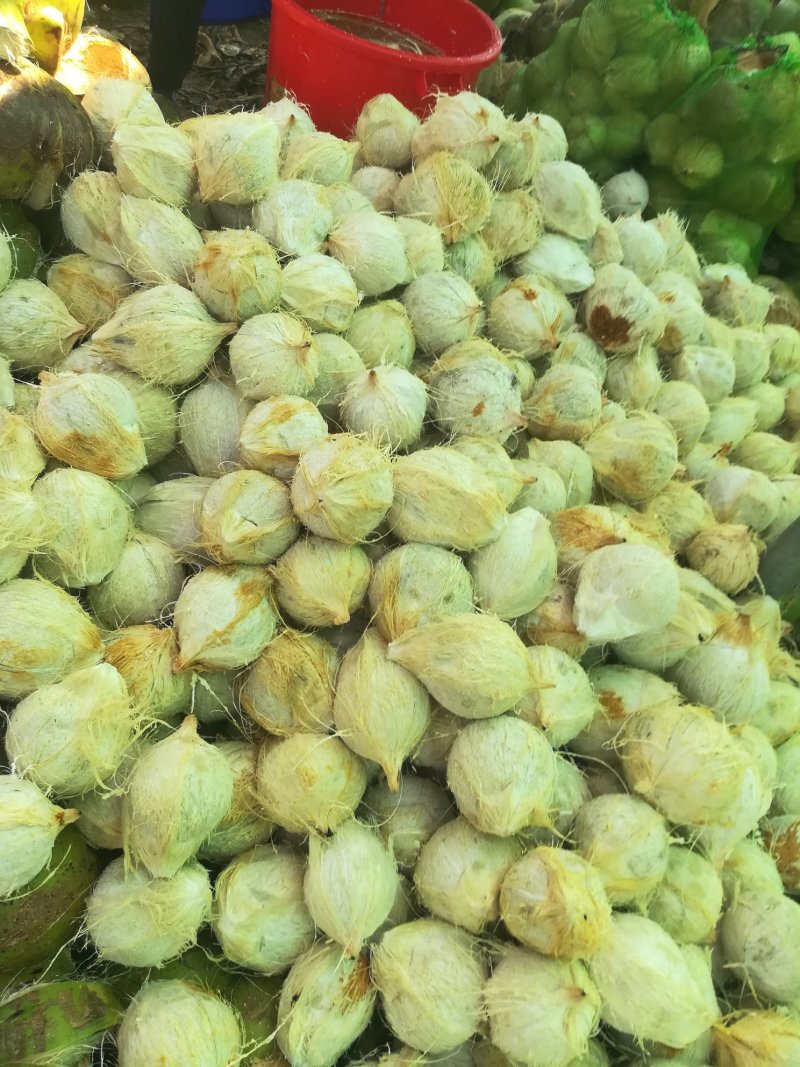 椰子