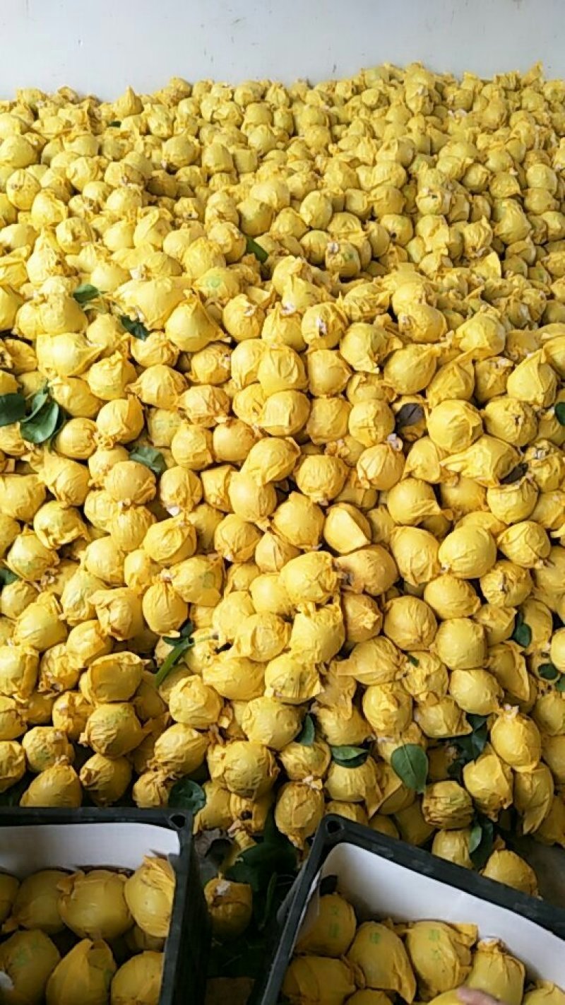 翠玉梨6两起量大货源充足需要的可以联系