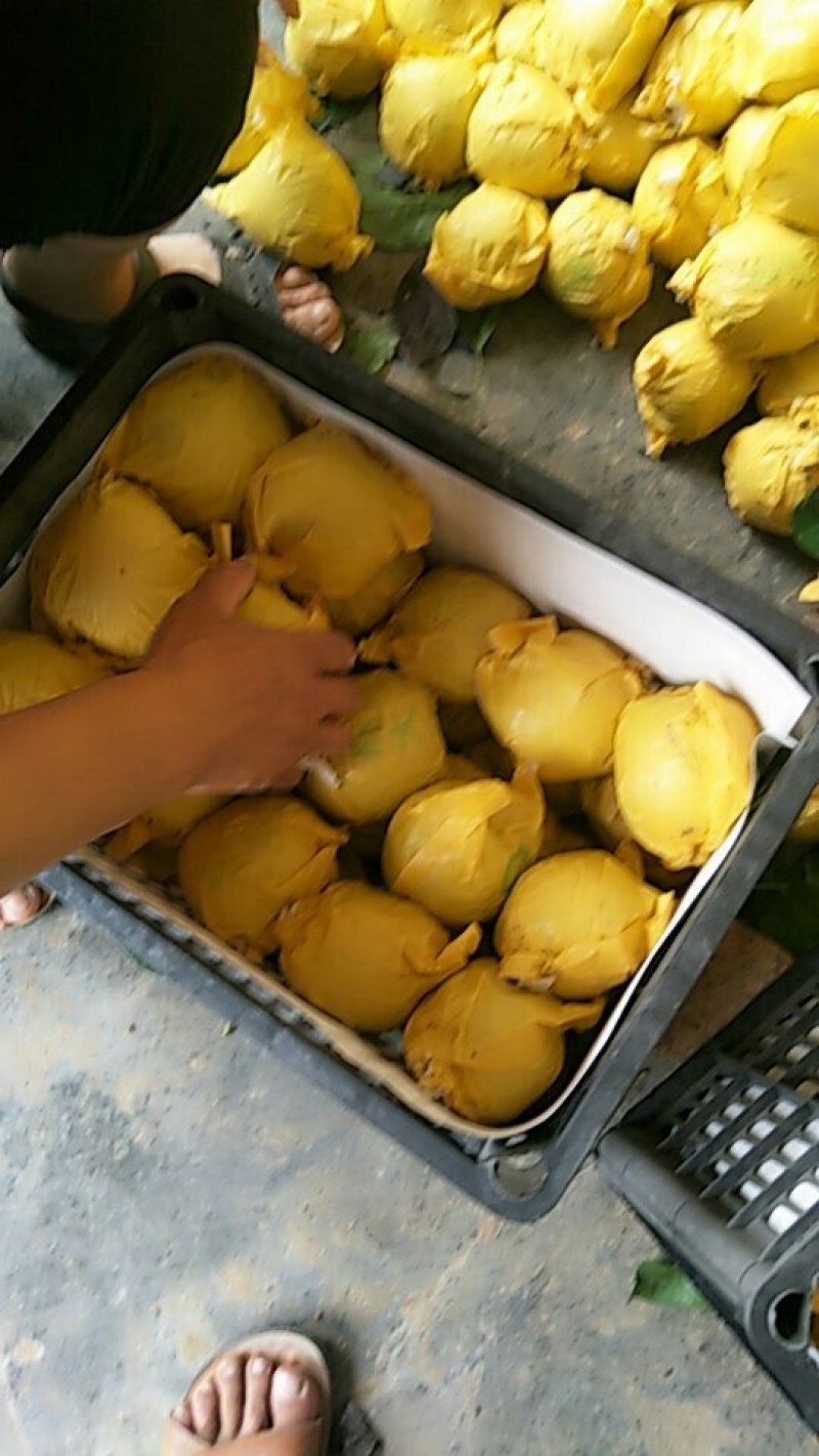 翠玉梨6两起量大货源充足需要的可以联系