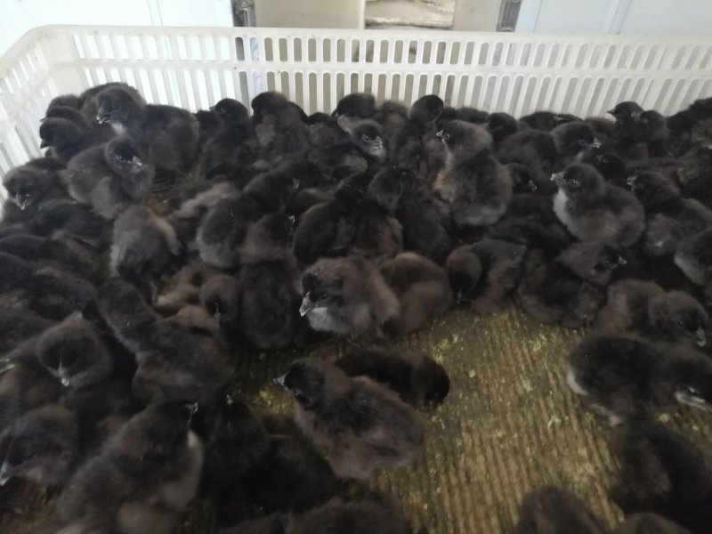 贵州赤水乌鸡苗出壳苗35~45克