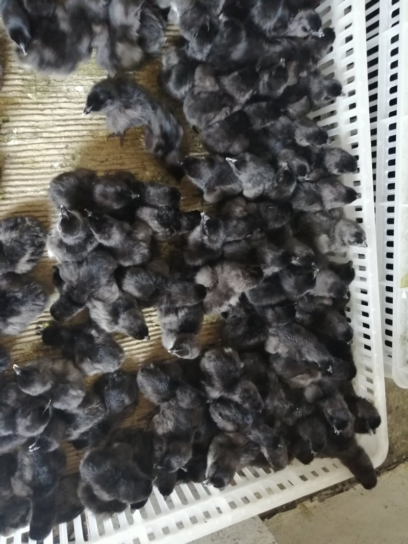贵州赤水乌鸡苗出壳苗35~45克