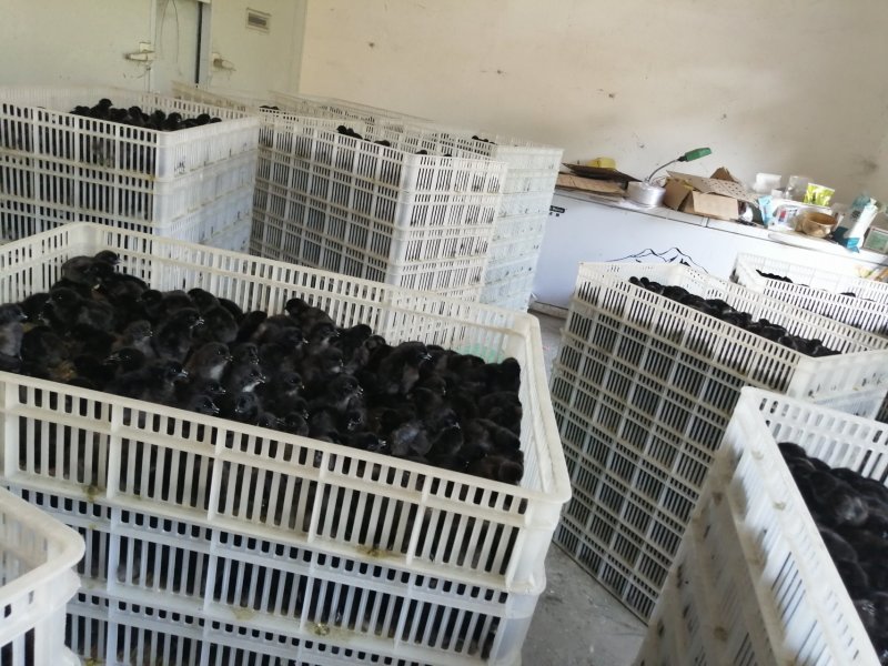 贵州赤水乌鸡苗出壳苗35~45克
