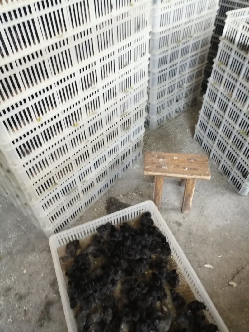 贵州赤水乌鸡苗出壳苗35~45克