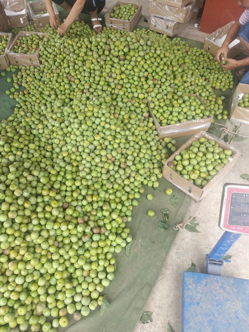 屏山茵红李屏山茵红李品味高端品质水果，畅享美味健康生活，