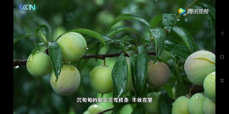 屏山茵红李屏山茵红李品味高端品质水果，畅享美味健康生活，