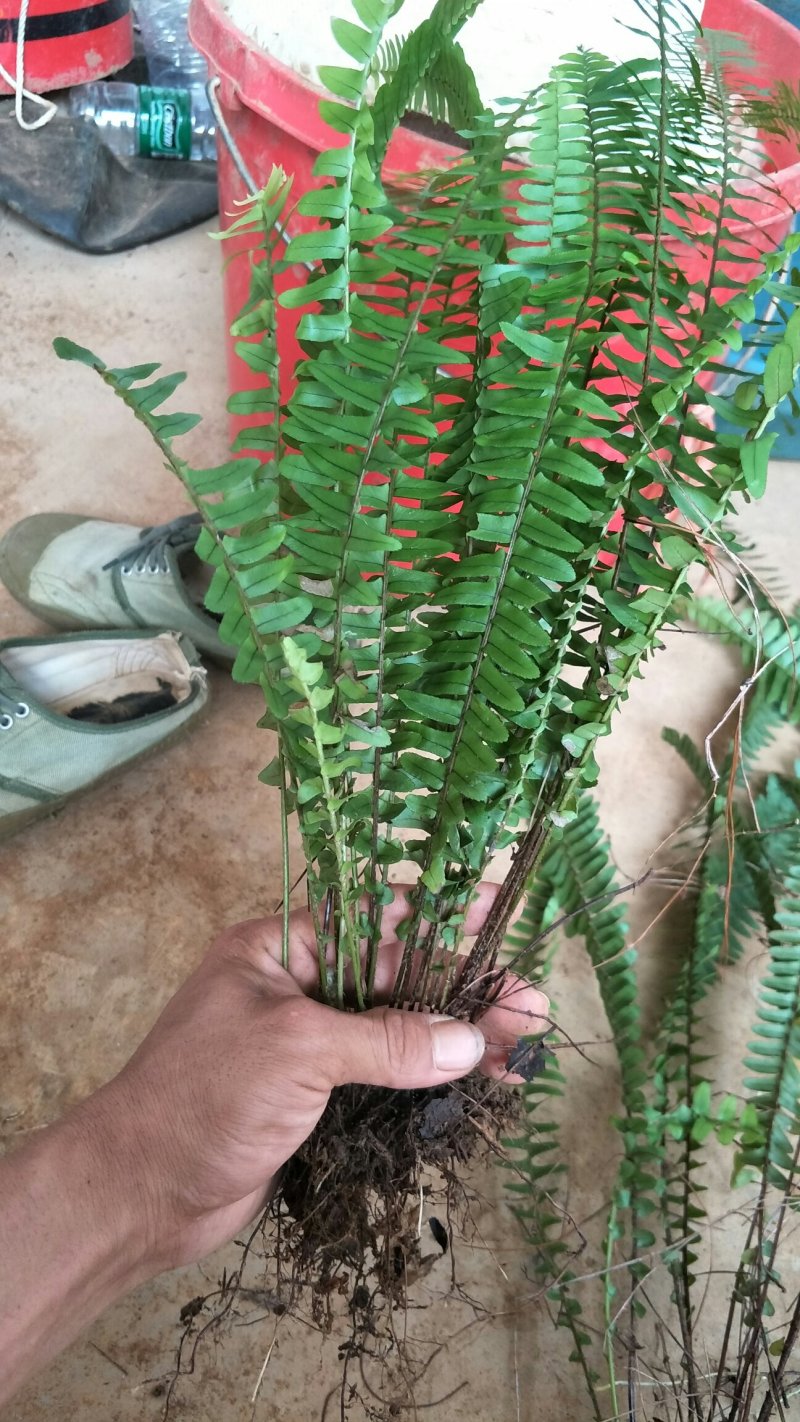供应肾厥排骨草苗