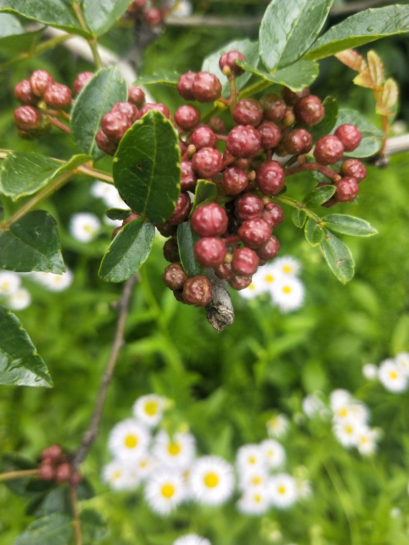 汉源花椒花椒娃娃椒清溪贡椒出油率高支持一件代发