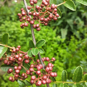 汉源花椒花椒娃娃椒清溪贡椒出油率高支持一件代发