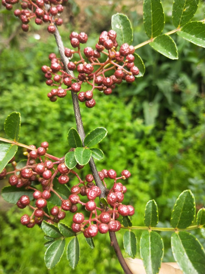 汉源花椒花椒娃娃椒清溪贡椒出油率高支持一件代发