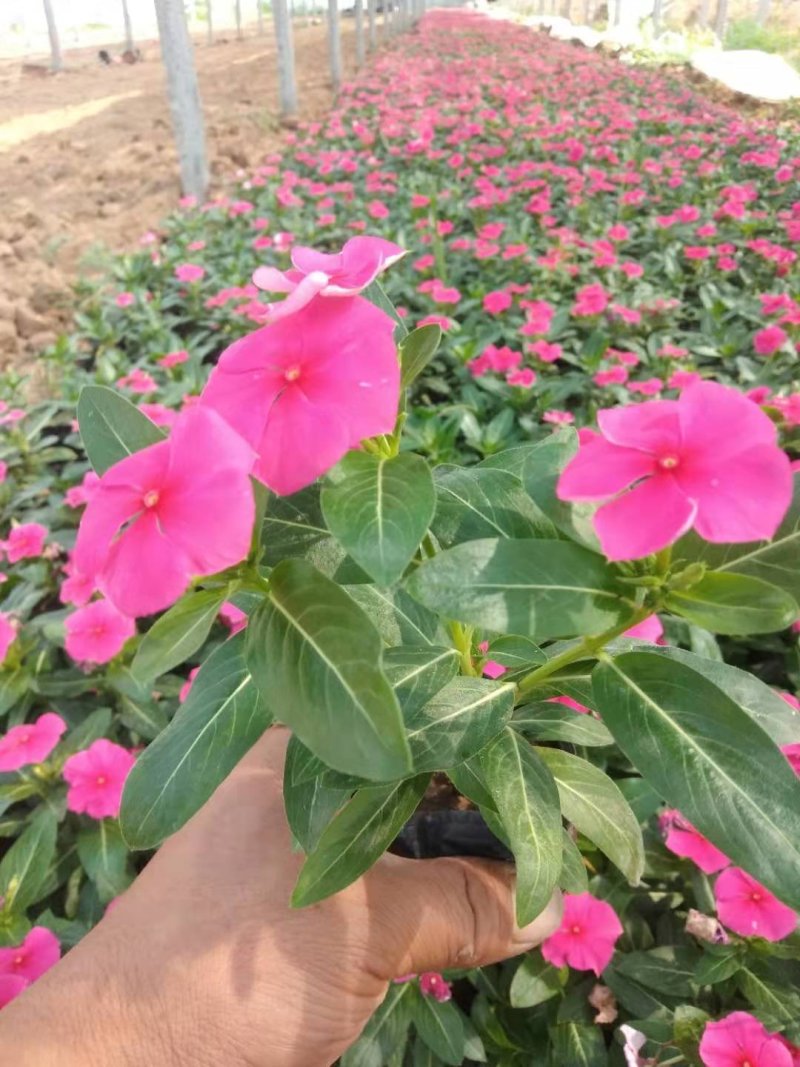 天天开！长春花！种植基地国庆租摆专用苗木