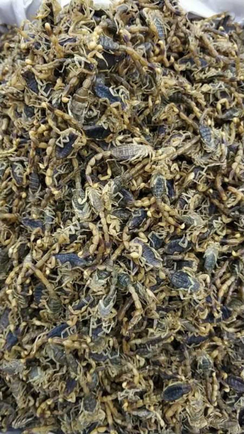 振兴药材批发供应全蝎规格齐全产地直供一手货源全国发货