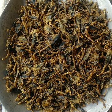 振兴药材批发供应全蝎规格齐全产地直供一手货源全国发货