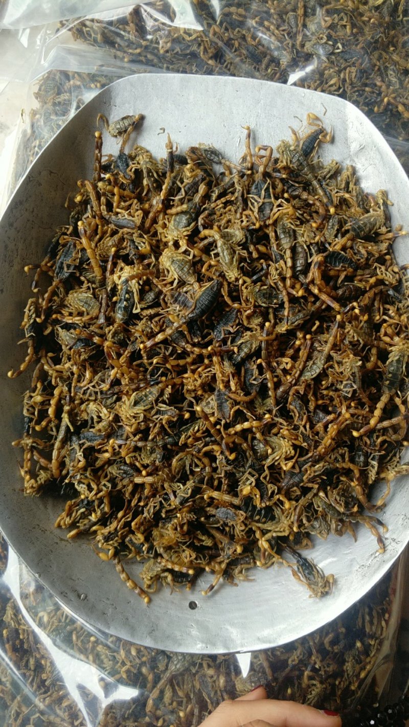 振兴药材批发供应全蝎规格齐全产地直供一手货源全国发货