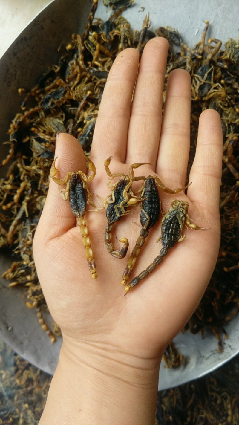 振兴药材批发供应全蝎规格齐全产地直供一手货源全国发货