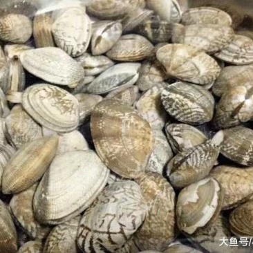 无沙花甲