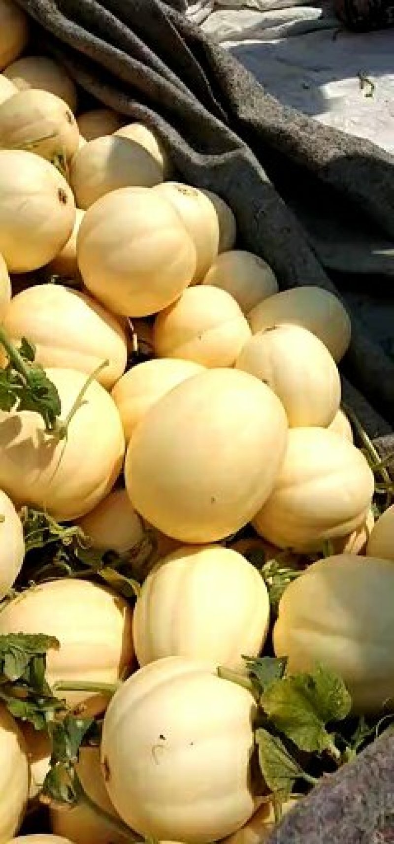 东方蜜，产地直供，一手货源包棚便宜