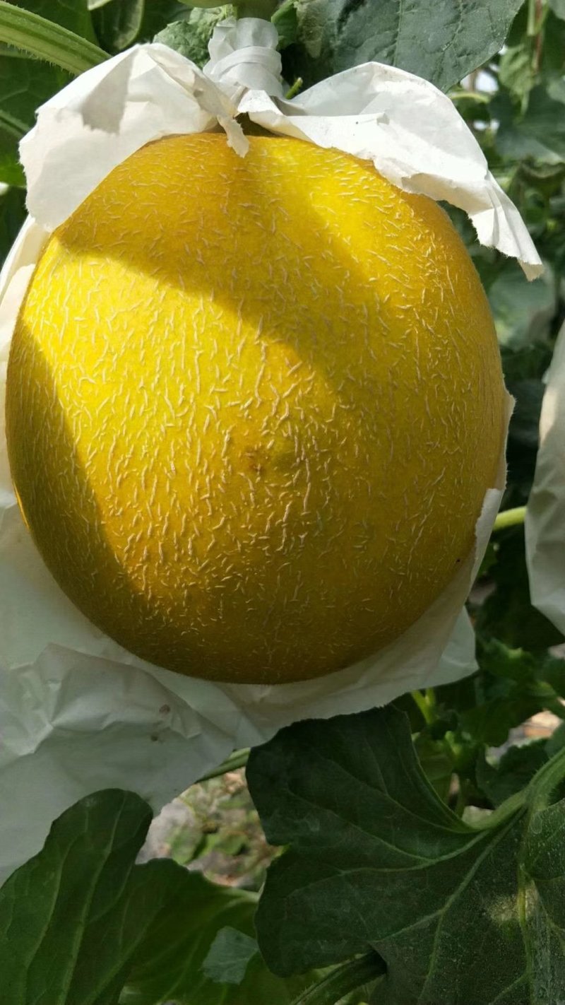 瑞红