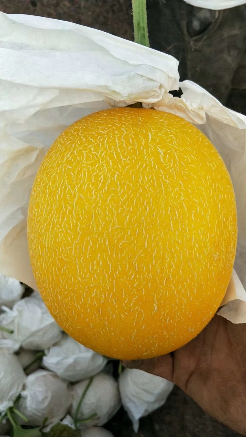 瑞红