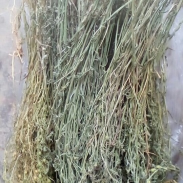 百蕊草