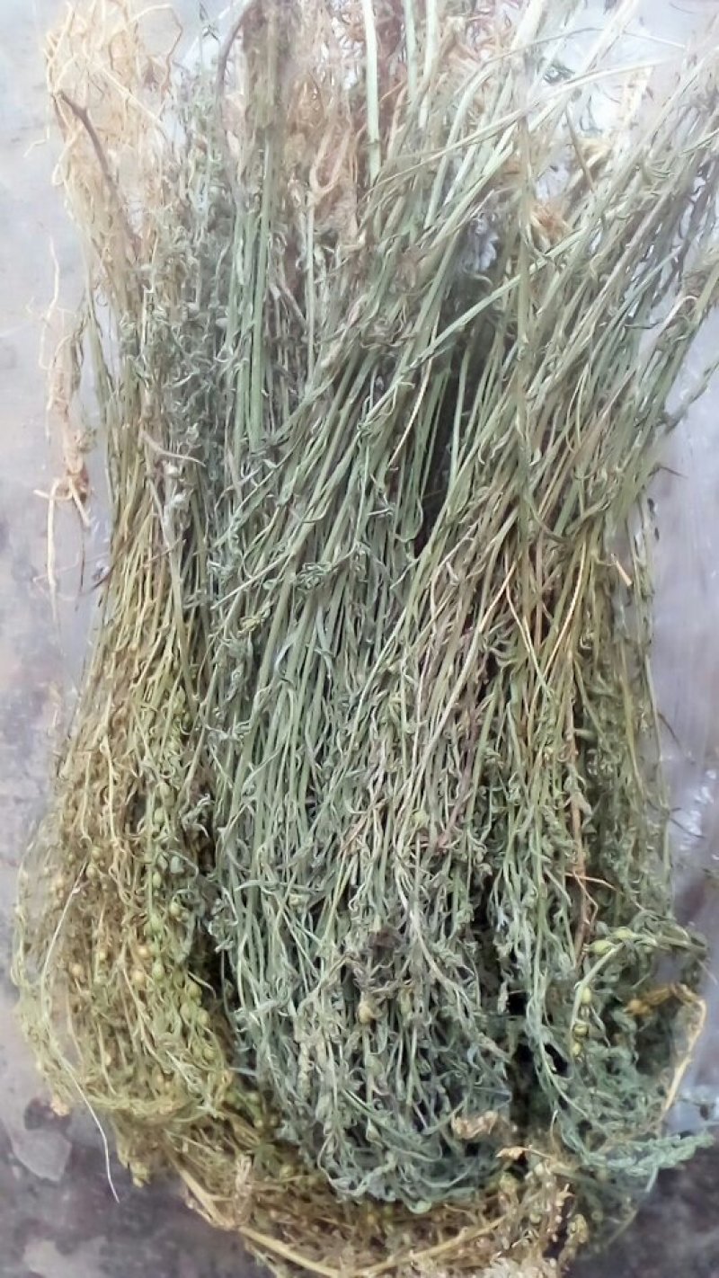 百蕊草