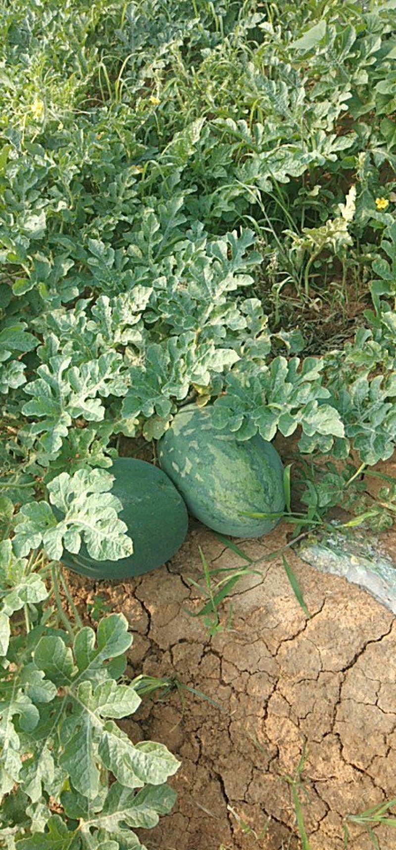 小麦秸秆