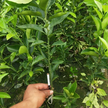 耙耙柑苗，大雅一号苗，沃柑苗，及各种果树苗供应