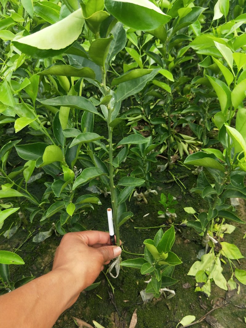 耙耙柑苗，大雅一号苗，沃柑苗，及各种果树苗供应