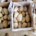 荷兰十五土豆