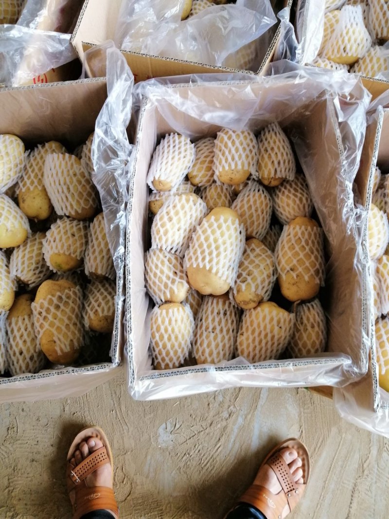 荷兰十五土豆