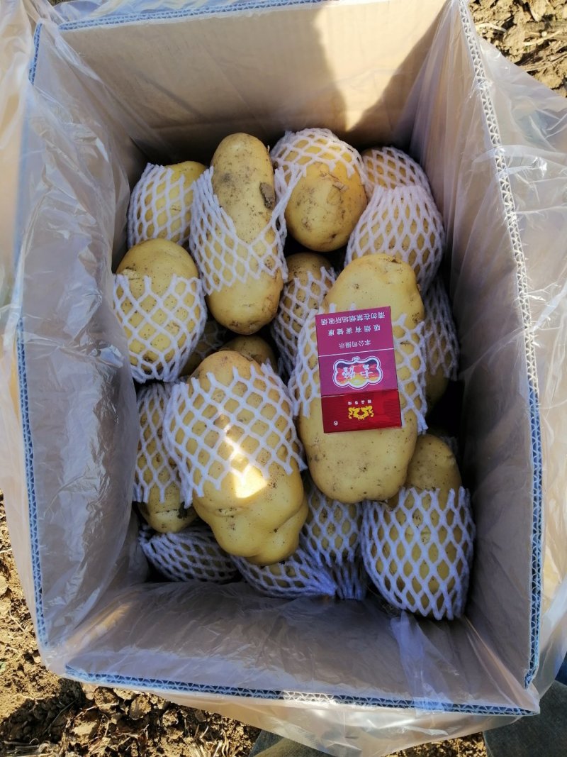 荷兰十五土豆