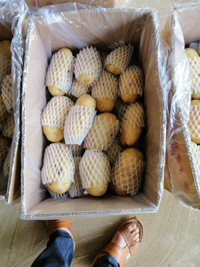 荷兰十五土豆