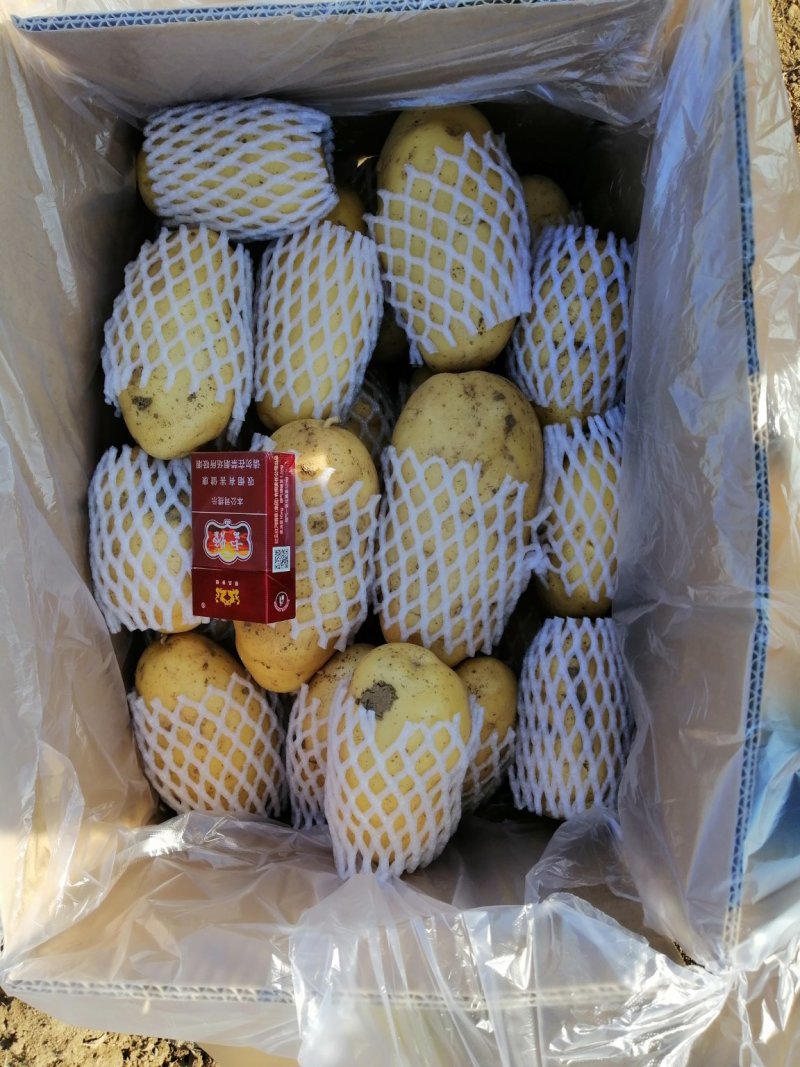 荷兰十五土豆