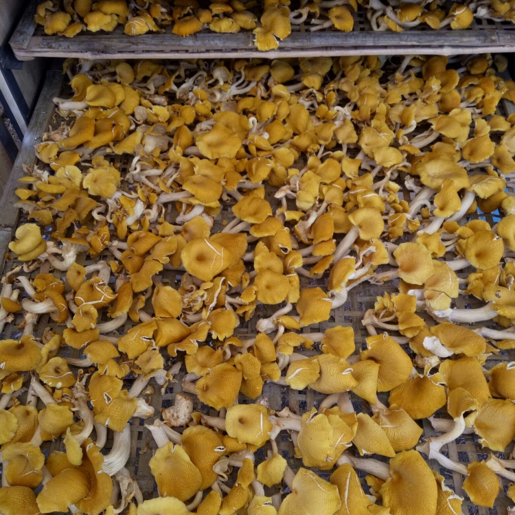 精品榆黄菇