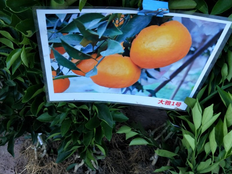 大雅一号柑橘苗，耙耙柑，丑柑，沃柑，爱媛38号，明日见。