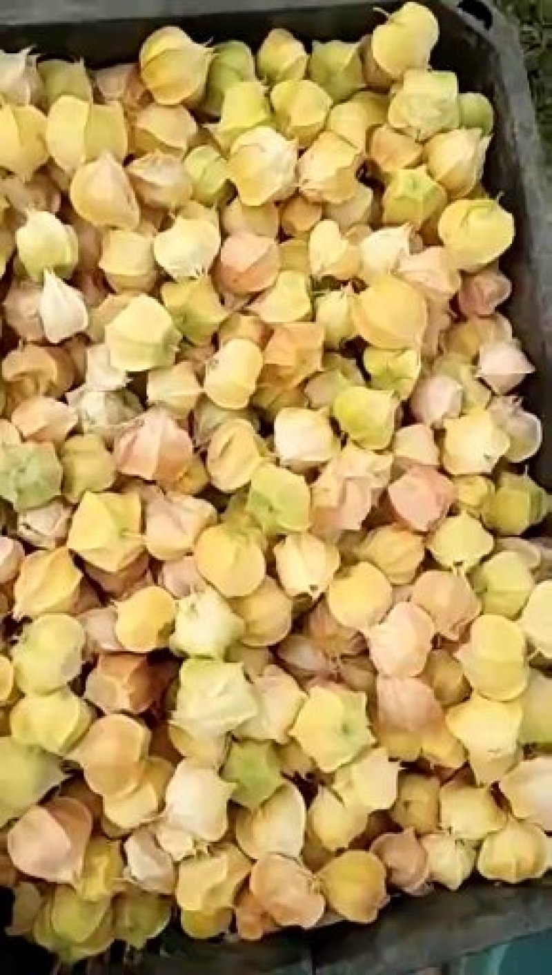 灯笼果，菇娘果，全国物流基地直发（一件代发）