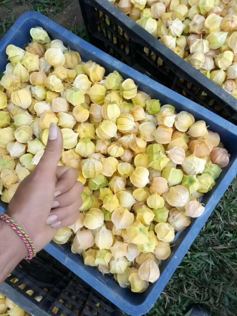 灯笼果，菇娘果，全国物流基地直发（一件代发）