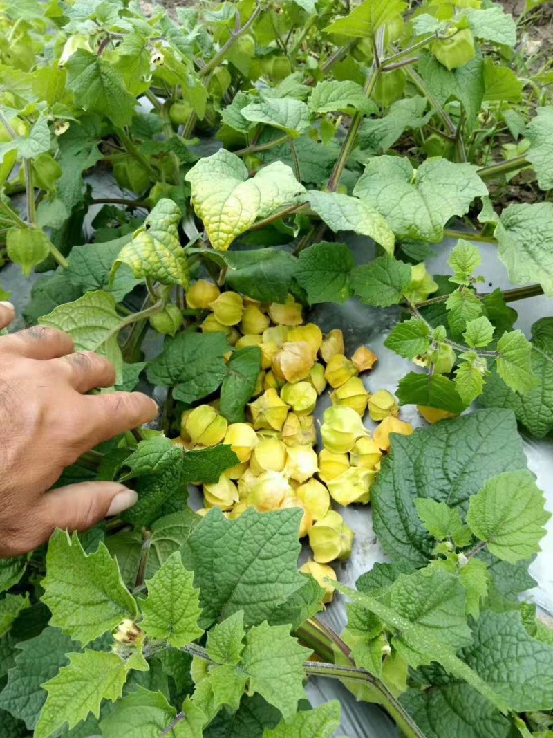 灯笼果，菇娘果，全国物流基地直发（一件代发）