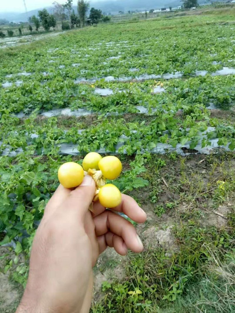 灯笼果，菇娘果，全国物流基地直发（一件代发）