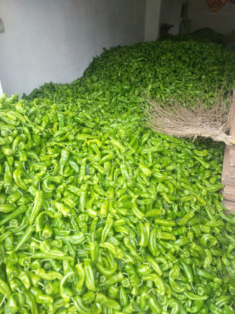 鲜辣椒，301，泡椒，线椒，龙椒，苏椒，产地直供