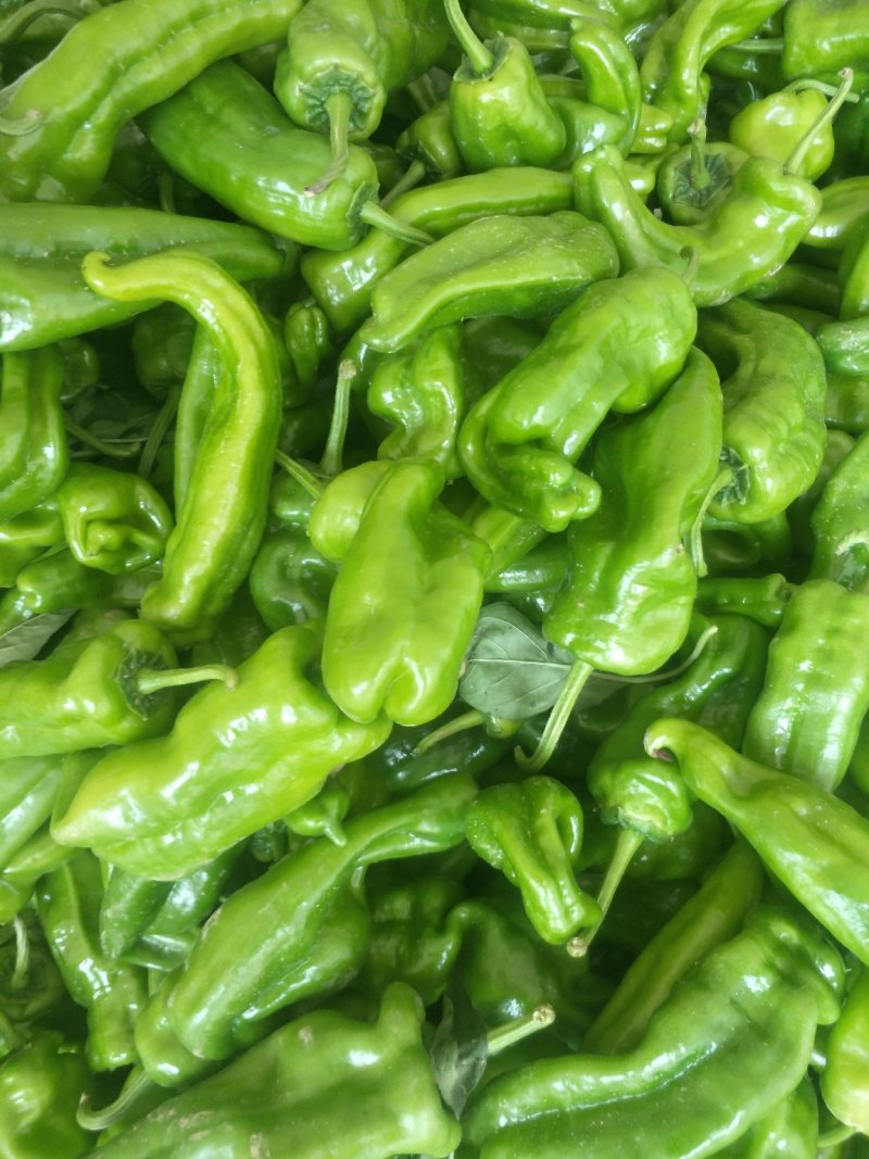 鲜辣椒，301，泡椒，线椒，龙椒，苏椒，产地直供