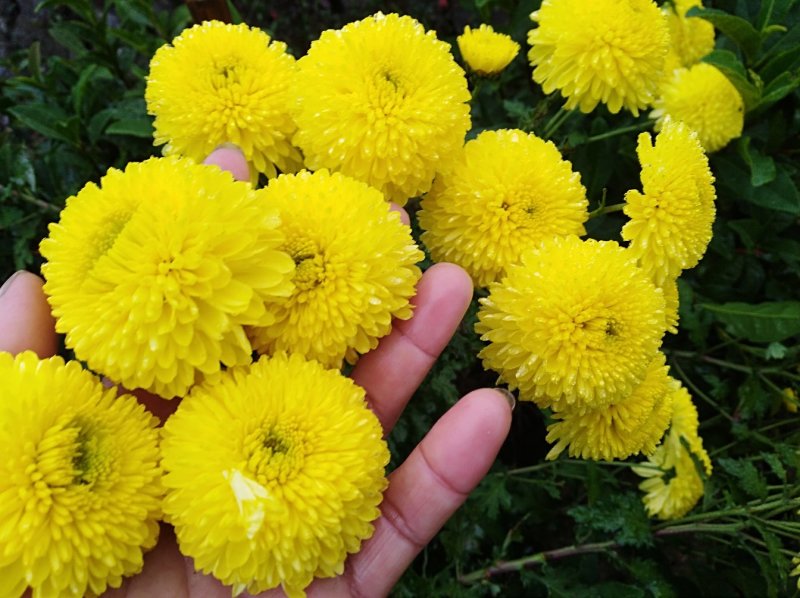 金丝皇菊苗，婺源皇菊苗，七月菊贡菊苗，大量批发，包回收！